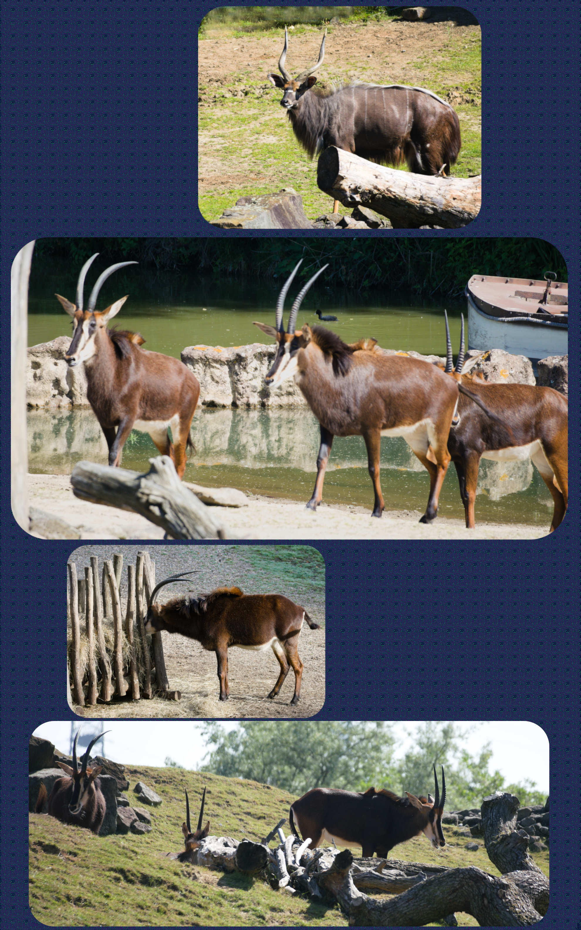 ZOOM Erlebniswelt Grosser Kudu